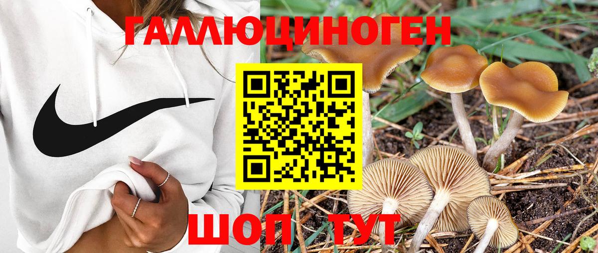 Псилоцибиновые грибы мицелий Корсаков